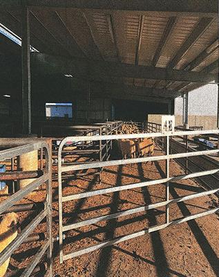The Visual, Auditory, and Physical Environment of Livestock Handling Facilities and Its Effect on Ease of Movement of Cattle, Pigs, and Sheep